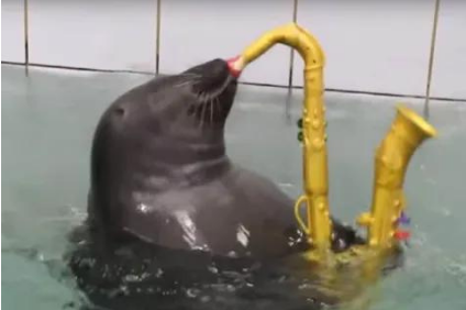 Sealwifsax